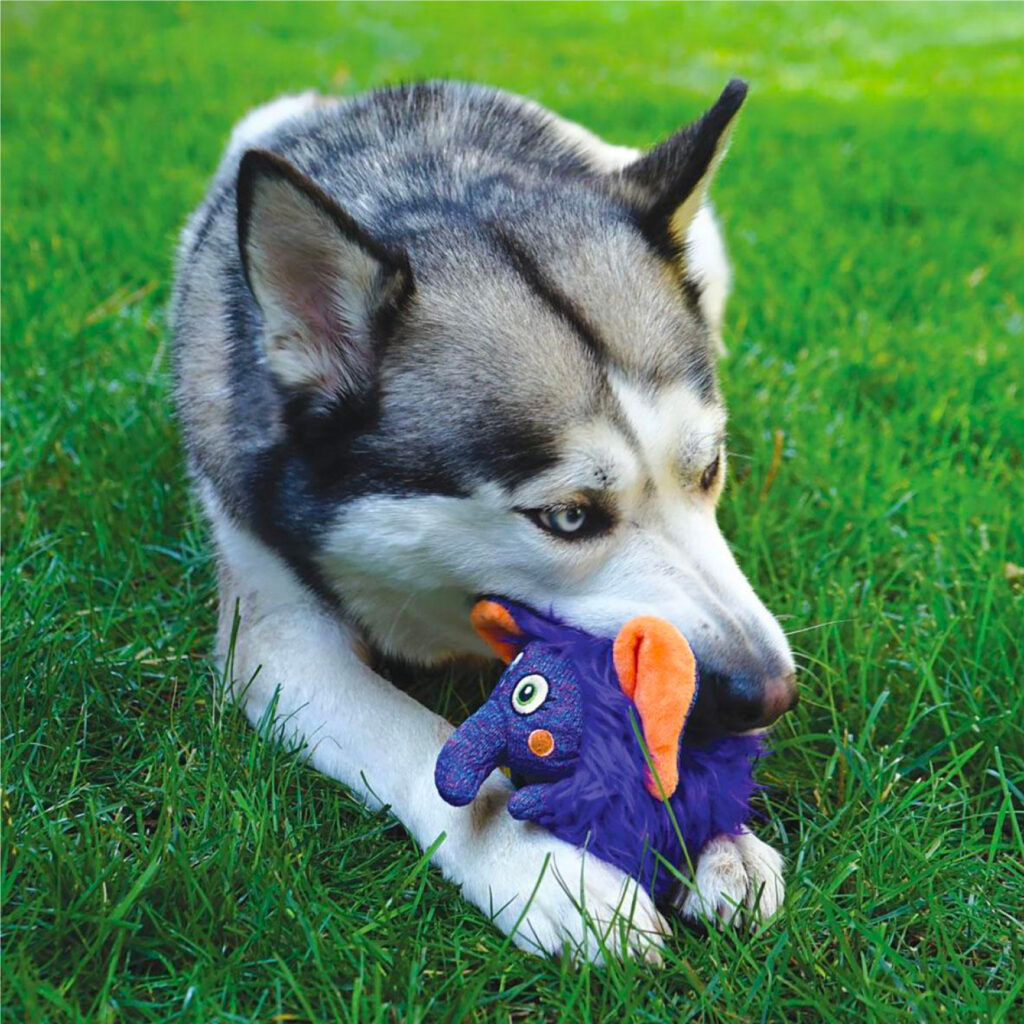 Pet Supplies, Dog Treats, & Dog Clothes at BaxterBoo.com: What to Know