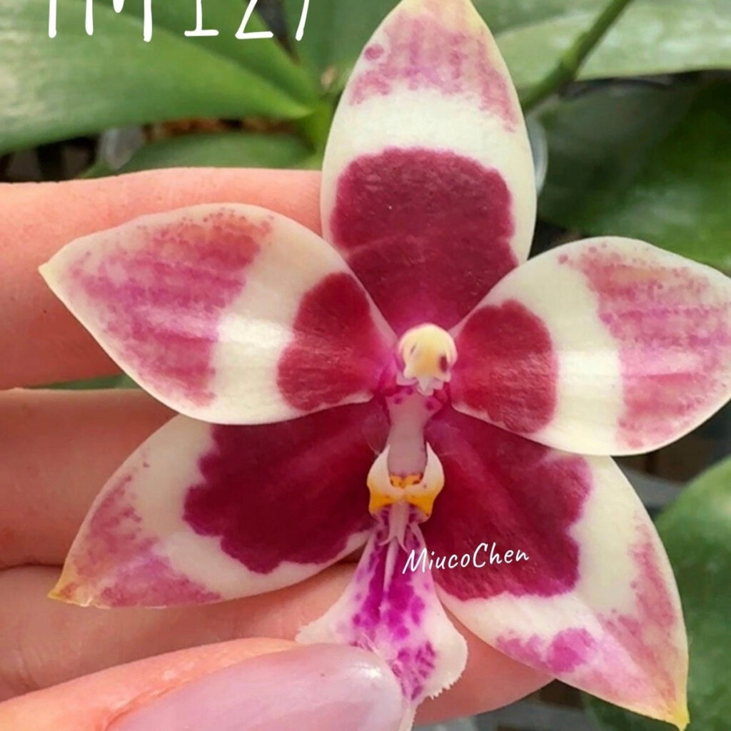 Taking a Look at Phalaenopsis LL Blue Magpie ‘Cherry Heart'
