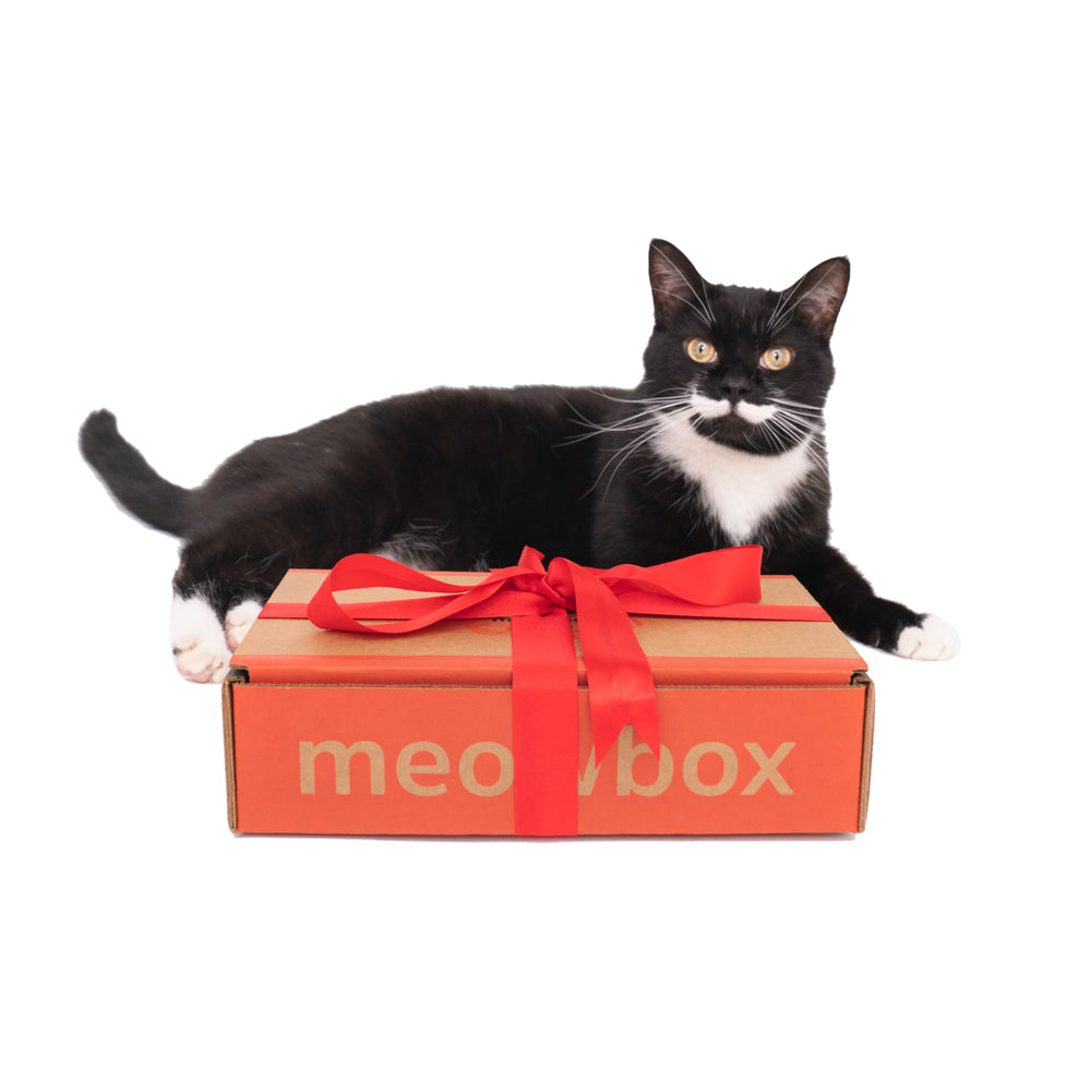 meowbox Cat Subscription Box – Overview & Review
