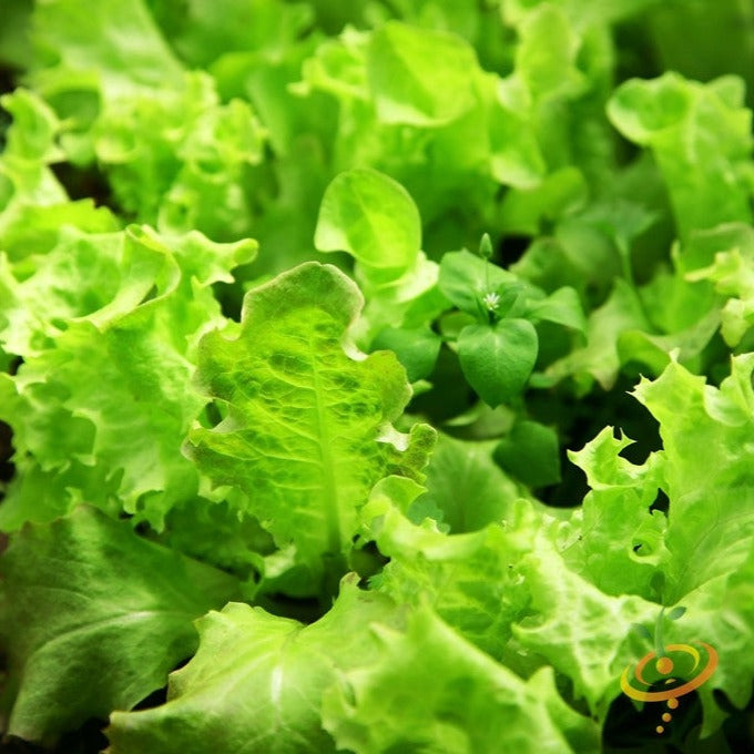 Lettuce – Salad Bowl, Green seeds: Overview