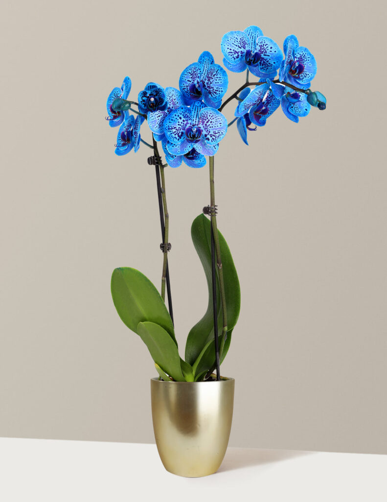 Cosmic Ocean Kaleidoscope Orchid – Overview & Review